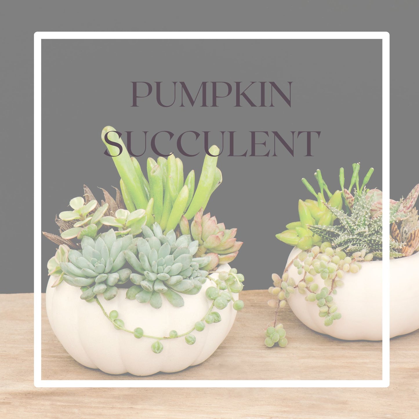 10/29 Pumpkin Succulent Workshop